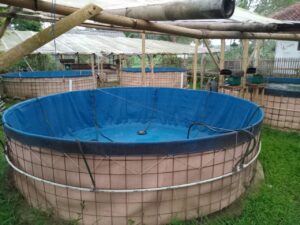 BIOFLOK : INOVASI BUDIDAYA PERIKANAN UNTUK MASA DEPAN BERKELANJUTAN