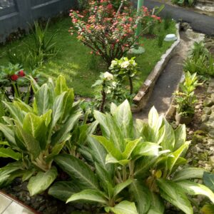 MEMANFAATKAN PEKARANGAN DIDEPAN RUMAH DENGAN MENANAM TOGA